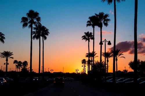 A beautiful sunset with palm tress in Orlando, Florida.