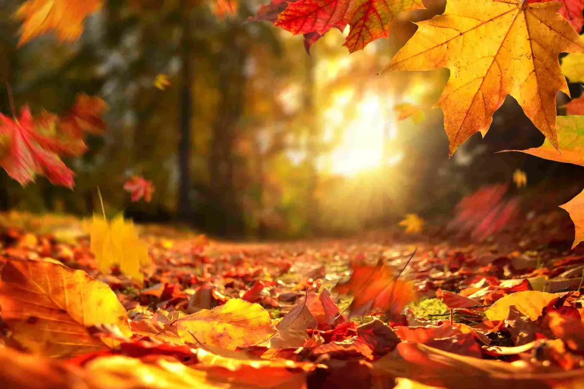 sun-shining-through-leaves.jpg