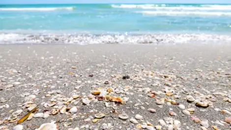 Seashells lining the sand at Sanibel Beach in Florida.