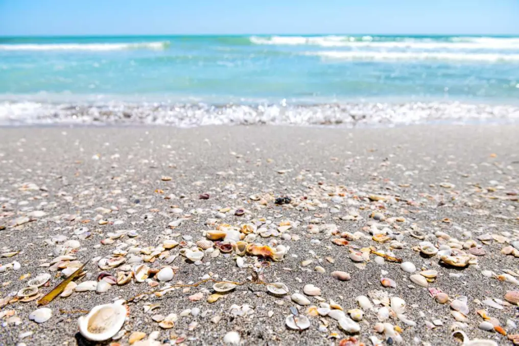 Seashells lining the sand at Sanibel Beach in Florida.