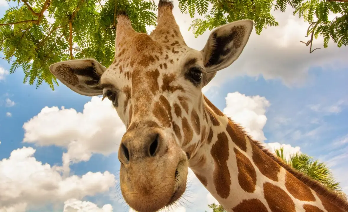 A giraffe majestically peering at the camera at Busch Gardens in Florida with a cloudy, blue sky and trees behind.